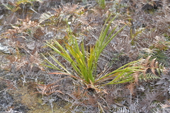 Aciphylla traversii