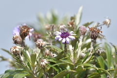 Macrolearia semidentata
