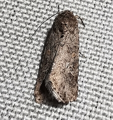 Spodoptera exigua
