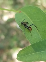 Polyrhachis brisbanensis