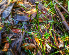 Drosera auriculata