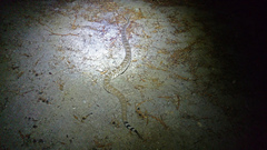Crotalus ruber ruber