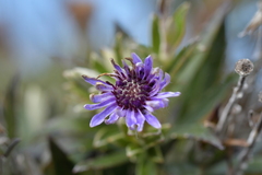 Macrolearia semidentata