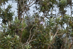 Macrolearia semidentata