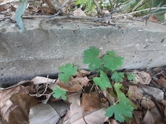 Modiolastrum malvifolium