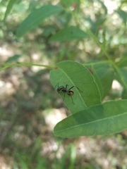 Polyrhachis brisbanensis