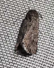 Spodoptera exigua