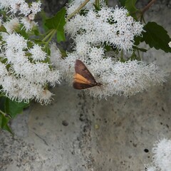 Pyraustinae