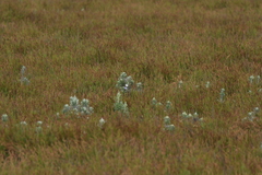 Macrolearia semidentata