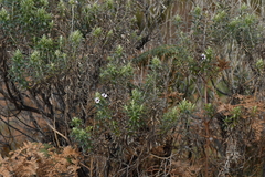 Macrolearia semidentata
