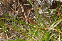 Carex ventosa