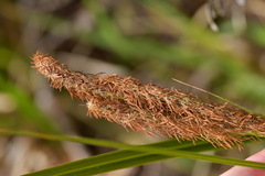 Carex ventosa