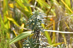 Macrolearia semidentata