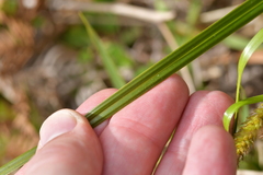 Carex ventosa