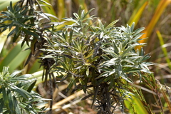 Macrolearia semidentata