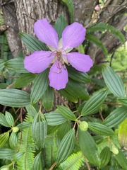 Melastoma