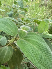 Miconia crenata