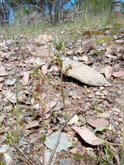 Pterostylis squamata