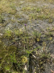 Arthropodium strictum