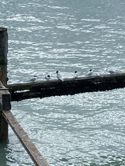 Sterna striata striata