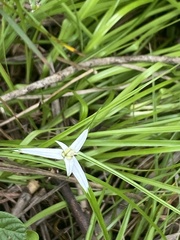 Rhynchospora nervosa