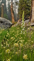 Platanthera dilatata leucostachys