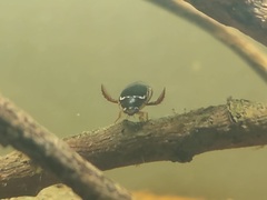 Thermonectus intermedius