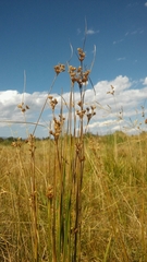 Juncus confusus