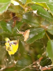 Philoponella congregabilis