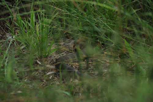 Tiger Snake sighting