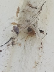 Cryptachaea veruculata