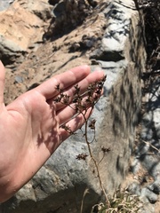Dudleya edulis