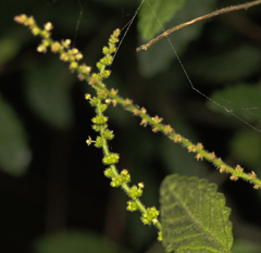 Tony Eales, CC BY-SA, iNaturalist via GBIF Acalypha eremorum, photograph Tony Eales, CC BY-SA, iNaturalist via GBIF