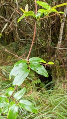 Lonicera acuminata