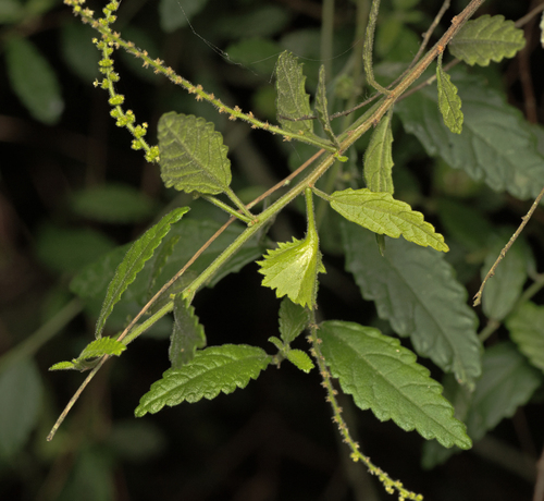 Acalypha eremorum, photograph 4