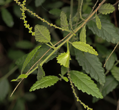 Tony Eales, CC BY-SA, iNaturalist via GBIF Acalypha eremorum, photograph Tony Eales, CC BY-SA, iNaturalist via GBIF