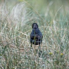 Euphagus