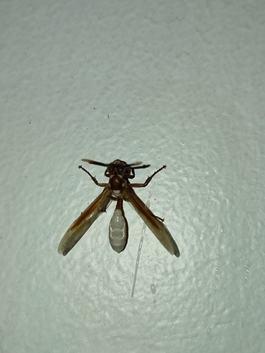 Apoica gelida