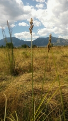 Carex vulpinoidea