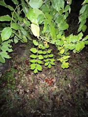 Wisteria frutescens