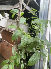 Maclura tinctoria