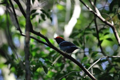 Chiroxiphia caudata