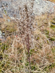 Eupatorium perfoliatum