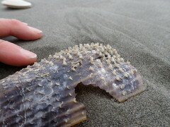 Atrina zelandica