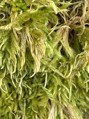 Homalothecium fulgescens