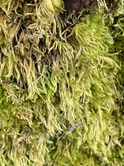 Homalothecium fulgescens