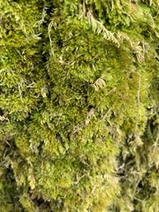 Homalothecium fulgescens