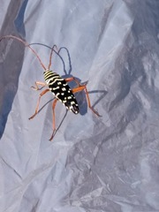 Placosternus erythropus