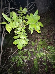 Wisteria frutescens