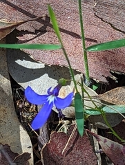 Lobelia dentata